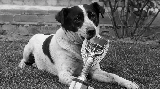 anjing pickles - ilustrasi berita Kisah anjing Pickles yang 'menyelamatkan' Piala Dunia 1966